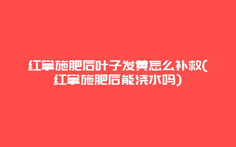 红掌施肥后叶子发黄怎么补救(红掌施肥后能浇水吗)