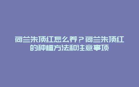 荷兰朱顶红怎么养？荷兰朱顶红的种植方法和注意事项