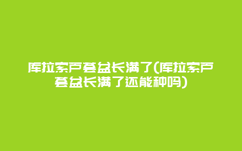 库拉索芦荟盆长满了(库拉索芦荟盆长满了还能种吗)