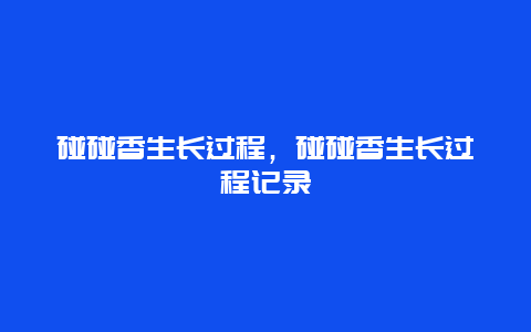 碰碰香生长过程，碰碰香生长过程记录