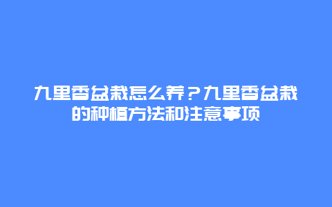 九里香盆栽怎么养？九里香盆栽的种植方法和注意事项