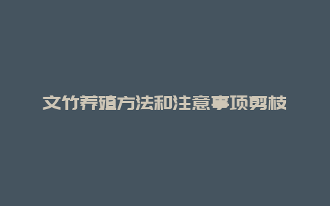 文竹养殖方法和注意事项剪枝