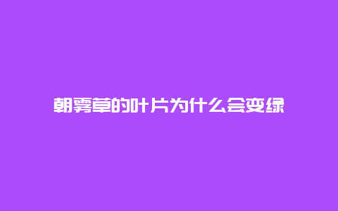 朝雾草的叶片为什么会变绿