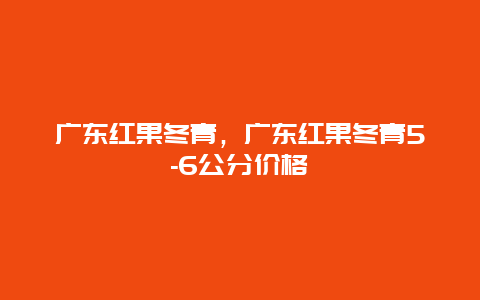 广东红果冬青，广东红果冬青5-6公分价格