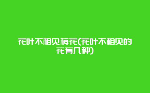 花叶不相见梅花(花叶不相见的花有几种)