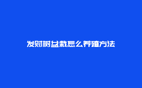 发财树盆栽怎么养殖方法