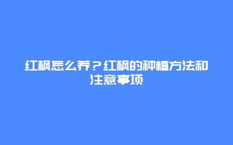 红枫怎么养？红枫的种植方法和注意事项