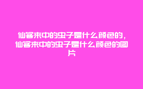 仙客来中的虫子是什么颜色的，仙客来中的虫子是什么颜色的图片