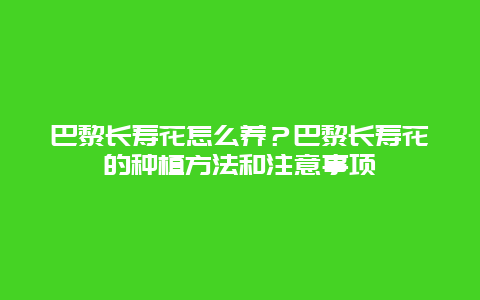 巴黎长寿花怎么养？巴黎长寿花的种植方法和注意事项