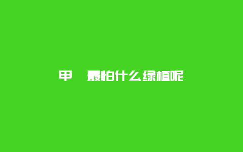 甲醛最怕什么绿植呢