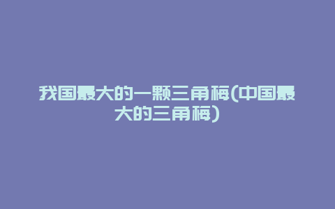 我国最大的一颗三角梅(中国最大的三角梅)