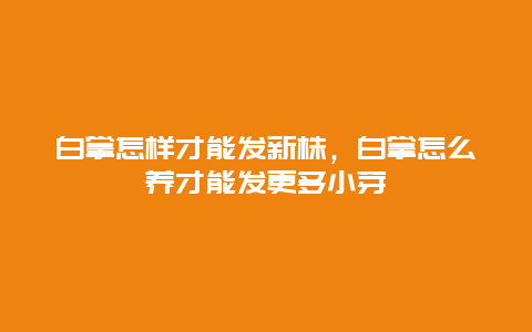 白掌怎样才能发新株，白掌怎么养才能发更多小芽