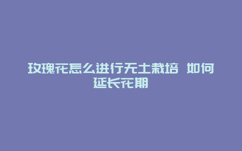 玫瑰花怎么进行无土栽培 如何延长花期