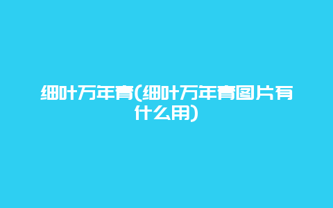 细叶万年青(细叶万年青图片有什么用)