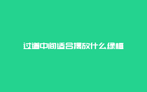 过道中间适合摆放什么绿植