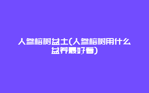 人参榕树盆土(人参榕树用什么盆养最好看)