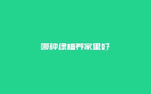 哪种绿植养家里好