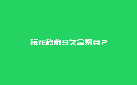 梅花移栽多久会爆芽？