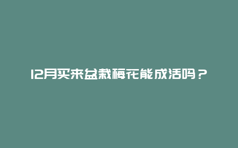 12月买来盆栽梅花能成活吗？