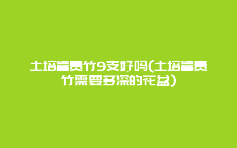 土培富贵竹9支好吗(土培富贵竹需要多深的花盆)