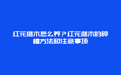 红花继木怎么养？红花继木的种植方法和注意事项