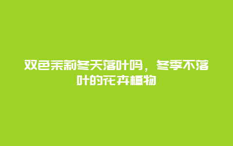 双色茉莉冬天落叶吗，冬季不落叶的花卉植物