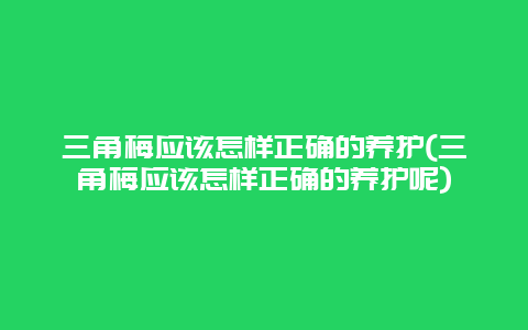 三角梅应该怎样正确的养护(三角梅应该怎样正确的养护呢)