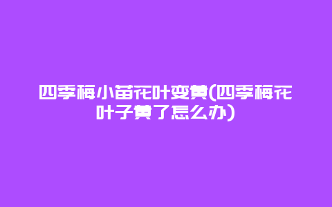 四季梅小苗花叶变黄(四季梅花叶子黄了怎么办)