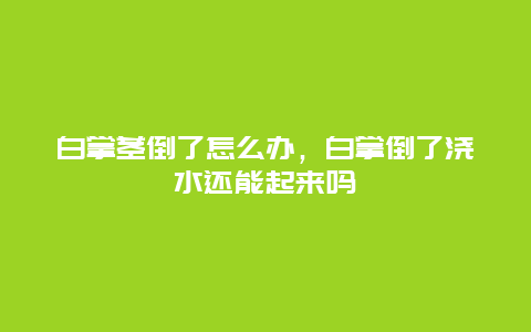 白掌茎倒了怎么办，白掌倒了浇水还能起来吗