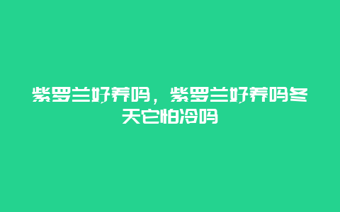 紫罗兰好养吗，紫罗兰好养吗冬天它怕冷吗