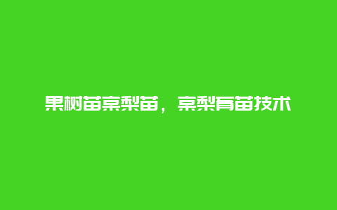 果树苗棠梨苗，棠梨育苗技术