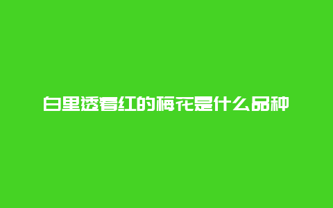 白里透着红的梅花是什么品种