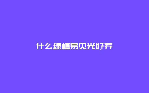 什么绿植易见光好养