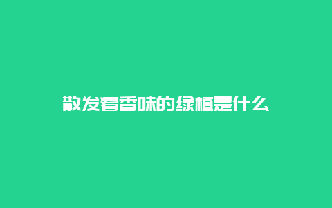 散发着香味的绿植是什么