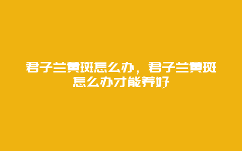 君子兰黄斑怎么办，君子兰黄斑怎么办才能养好