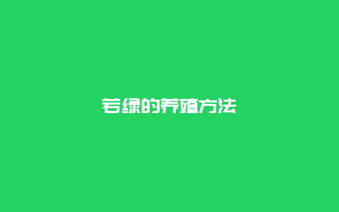 若绿的养殖方法