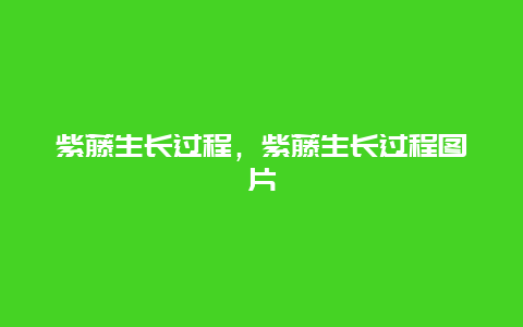 紫藤生长过程，紫藤生长过程图片