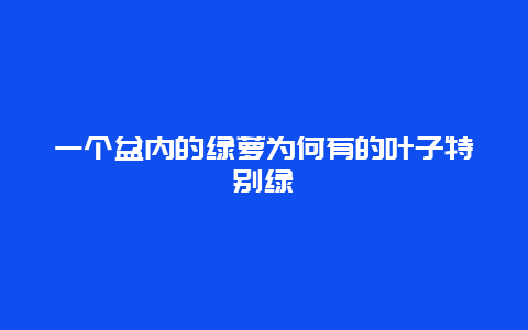 一个盆内的绿萝为何有的叶子特别绿