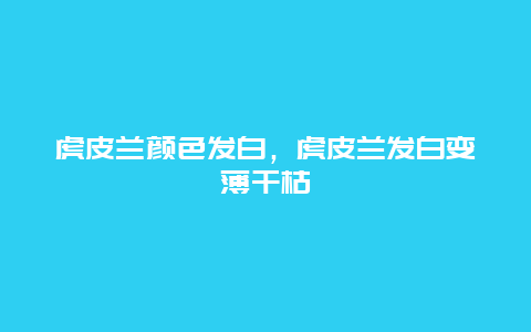 虎皮兰颜色发白，虎皮兰发白变薄干枯