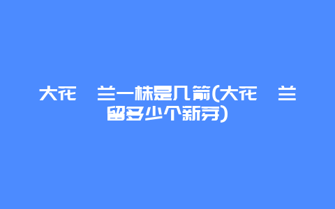 大花蕙兰一株是几箭(大花蕙兰留多少个新芽)