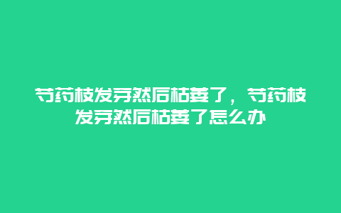 芍药枝发芽然后枯萎了，芍药枝发芽然后枯萎了怎么办