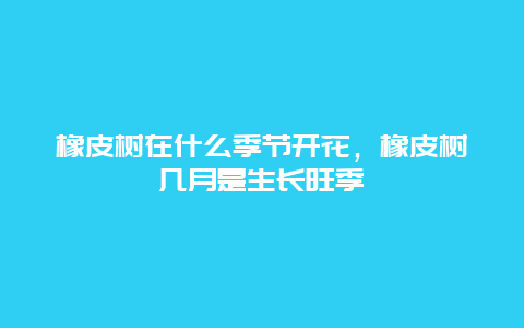 橡皮树在什么季节开花，橡皮树几月是生长旺季