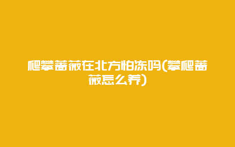 爬攀蔷薇在北方怕冻吗(攀爬蔷薇怎么养)