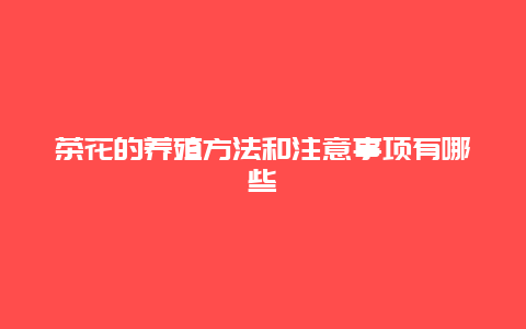 茶花的养殖方法和注意事项有哪些