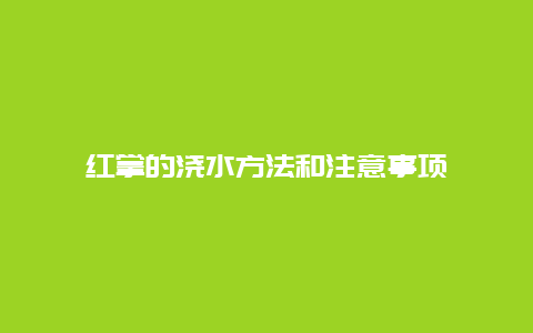 红掌的浇水方法和注意事项