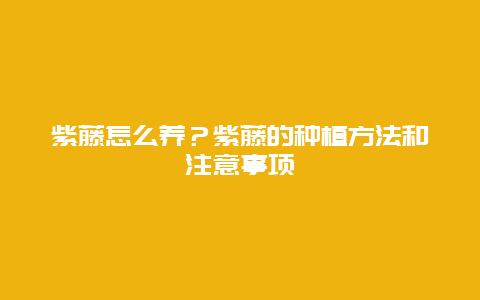 紫藤怎么养？紫藤的种植方法和注意事项