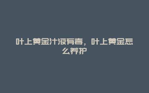 叶上黄金汁液有毒，叶上黄金怎么养护