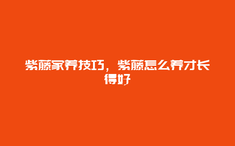 紫藤家养技巧，紫藤怎么养才长得好