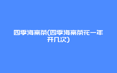 四季海棠茶(四季海棠茶花一年开几次)