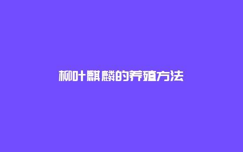 柳叶麒麟的养殖方法